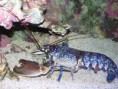 /album/tropicarium/a0-055-jpg/
